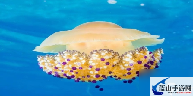 深海水母的饮食秘密：它们究竟吃什么？